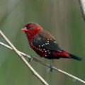 strawberry_finch.jpg
