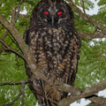 stygian owl.jpg