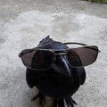 sunglasses.jpg