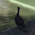 surfing ducks.mp4