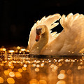 swan.jpg