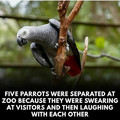 swearing parrots.jpg