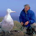 wandering albatross 2.jpeg