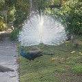 white_peacock.jpg