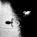 yin_yang_swans.jpg