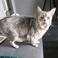 30-year-old cat.jpg