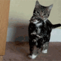 30277c73-ccd0-44e3-9a9d-c8bcc922c70e.gif