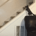 5Oa6nfRpTY610WBs6LIz_Cat_Down_Stairs.gif