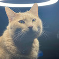 6645eabe981d8_religion-related-cat-pics (1).jpg