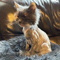 672b7224a26a5_funny-animal-haircut-fails.jpg