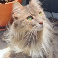 67583d780857d_we-found-her-in-the-trash__880.jpg