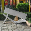 6772a635c1397_funny-cute-cats-pics.jpg