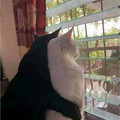6772a692808c5_funny-cute-cats-pics.jpg