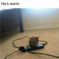 6772a6ab89fcb_funny-cute-cats-pics.jpg