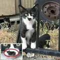 67bdb07827a08_random-funny-relatable-cat-memes-jokes.jpg