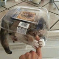 67c5b129a76af_cute-cat-claws-pics.jpg