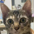 68023e78b35fd_funny-cute-cat-pics.jpg