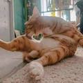 681b192992eaf_cute-wholesome-animal-pics.jpg
