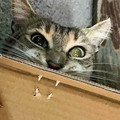 681ca37729b90_funny-surreal-cats-pics.jpg