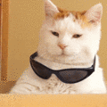 8xAZ8YTbRR2tm6ZNGN3E_Cat Glasses.gif