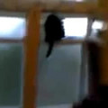 Cat Busted Barking Like a Dog.mp4