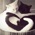 HD-wallpaper-heart-tails-black-and-white-cats-animals-love.jpg