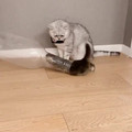 I Am Secretly Catu😺 - funny baby 😅💗 [1843409631986757632].mp4