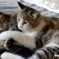 NLpRPTXGfuFoJAK6MgJ1qy.gif