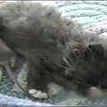No Fear Mouse Cuddles Up Next To Kitten.mp4