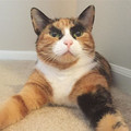 Purrfect-Eyebrows-2016-Trend-is-Present-in-the-Pet-World-58087273981cb_700.jpg