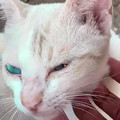 Science_girl-What_would_you_name_this_little_kitty_1807340124247867392_.mp4
