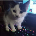 XWmB4sJe.png