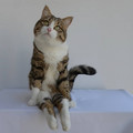 adorablecat.jpg