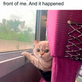 angry cat.jpg