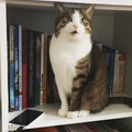 asshole_cat_knocks_down_phone.mp4