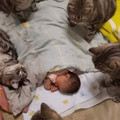 baby cats.jpg