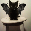 batcat.png