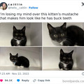 bucktooth cat.jpg