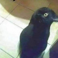 cat bird.jpg