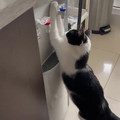 cat drinking water.mp4