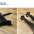 cat feet.jpg