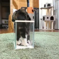 cat in clear box.mp4