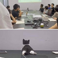 cat in conference.jpg
