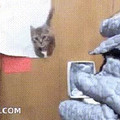 cat jumping high.mp4