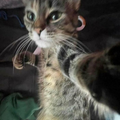 cat selfie.png