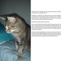 cat_1.jpg