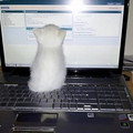 cat_10.jpg