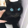 cat_12.jpg