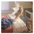 cat_13.jpg