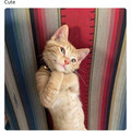 cat_14.jpg